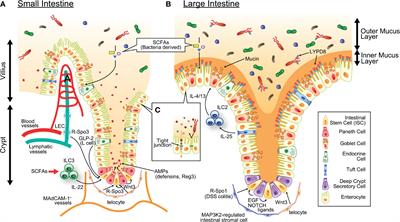 Novel Insights Into the Mechanism of GVHD-Induced Tissue Damage